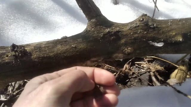 По грибы в посадку 14.03.2022.Попытка номер 2. смотреть онлайн