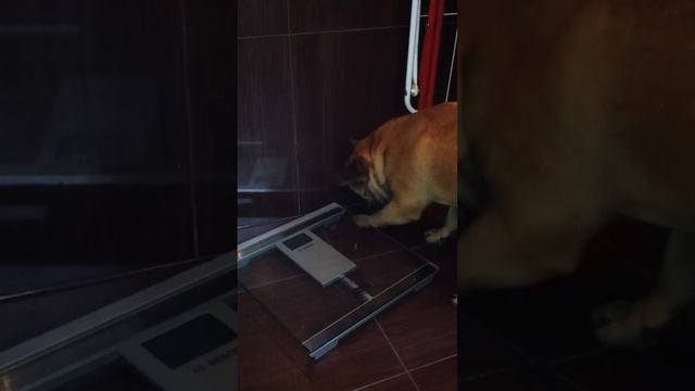 Французский бульдог в панике! смотреть онлайн