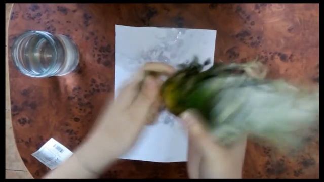 как вырастить ананас дома (часть 1) смотреть онлайн