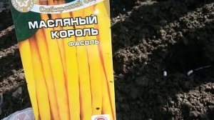 Отличный сорт спаржевой фасоли!!! Масляный король!!