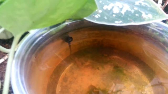 Dart frog tank progress #4 смотреть онлайн