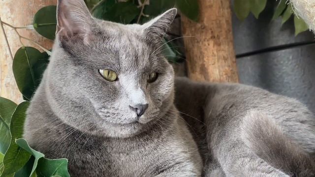 Can Cats Develop Allergies to Air Purifiers? смотреть онлайн