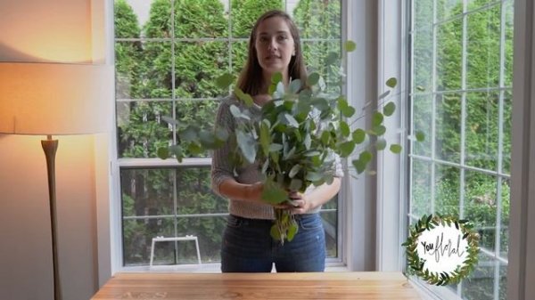 Greenery 101: Silver Dollar Eucalyptus