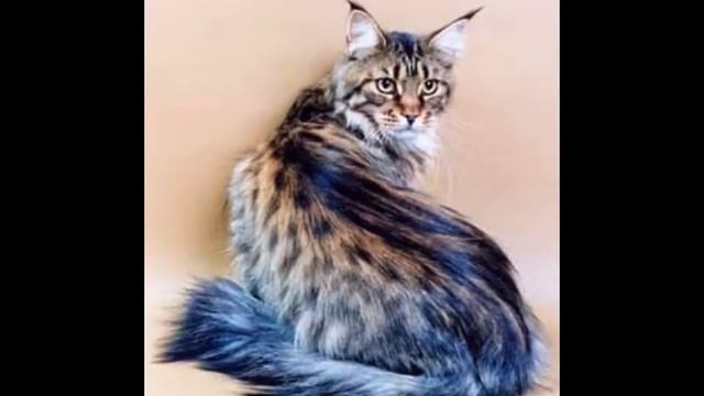 МЕЙН-КУН самые большие кошки в мире смотреть онлайн