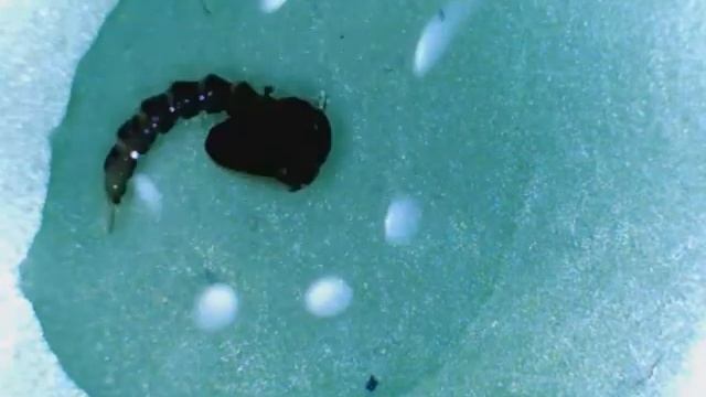 Anopheles-pupa смотреть онлайн