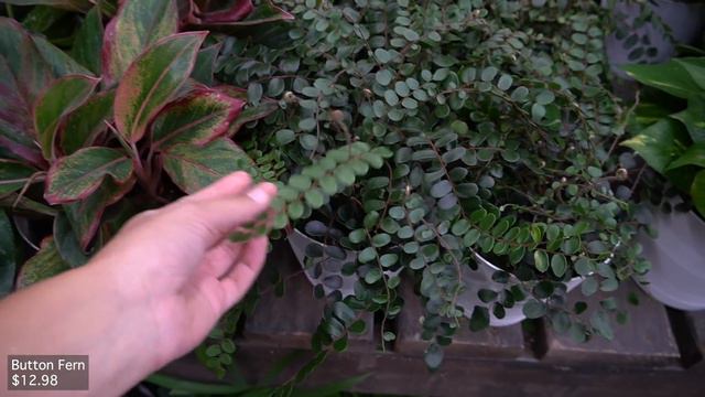 New Spring Houseplants Tour | June 2022 смотреть онлайн