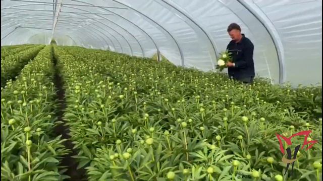 Peonies at Hilverda De Boer смотреть онлайн