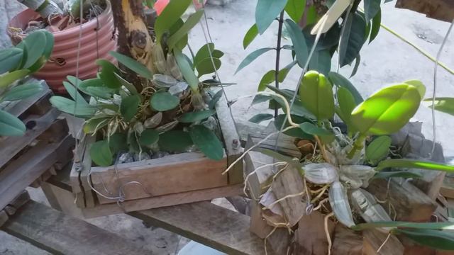 Forma de Cultivo Dendrobium Agregatum смотреть онлайн