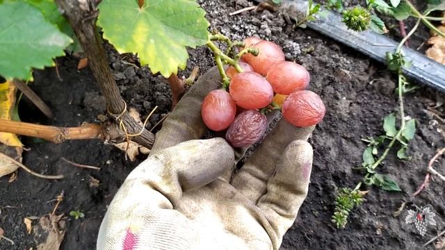 Виноград Маеровы Слёзы! смотреть онлайн