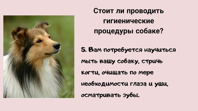 Топ 8 советов для начинающих собаководов смотреть онлайн