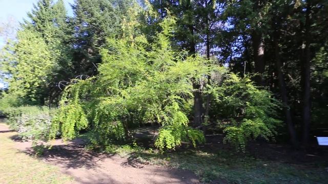 Cекуринега I Flueggea Suffruticosa