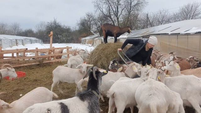 У коз пир на весь мир🍌🥒🥬 #козъя_жизнь 🐐🐐🐐 смотреть онлайн