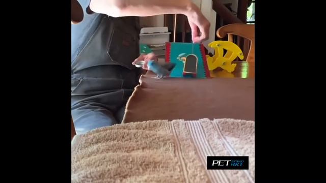 Skate for Parrot PetStandArt смотреть онлайн