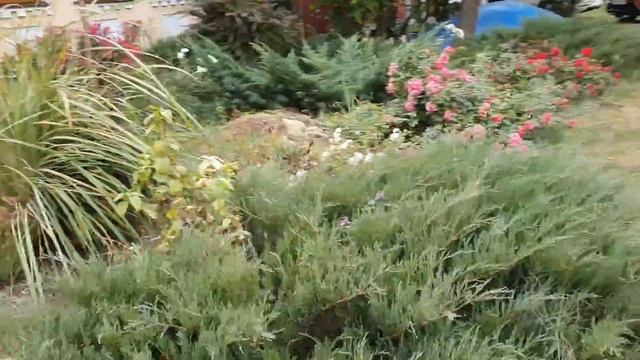 Создаём КРАСИВЫЙ ЦВЕТНИК из многолетников. От А до Я. Выбор растений, правильная посадка. смотреть онлайн