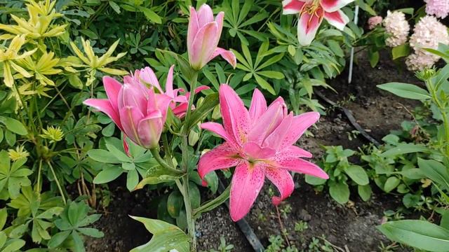 лилия Lotus Wonder ( Лотус Уандер)