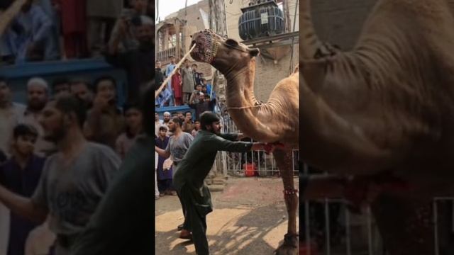 Можно ли отмечать день рождения в исламе?!