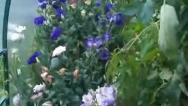 Эустомы- лизиантус- ирландская роза! смотреть онлайн