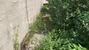 Гусятам Линда две недели( 14-15 дней). Совместное содержание индоутят и гусят Линда на улице.