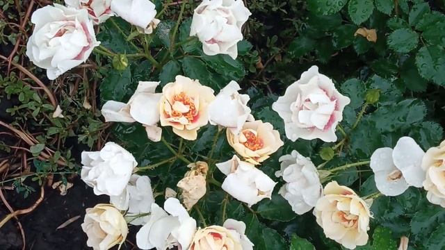 Блю фо ю смотреть онлайн