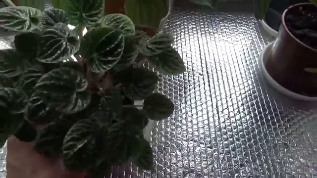 Пеперомия watermelon (арбузная) смотреть онлайн