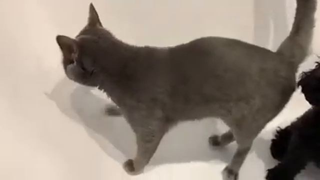 кот негодует, когда отключили горячую воду.