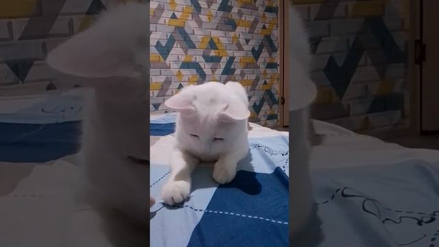 Скажи: "Гав!" ? смотреть онлайн