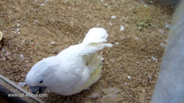Любимые домашние питомцы, обезьянки и белый попугай, pets 2 смотреть онлайн