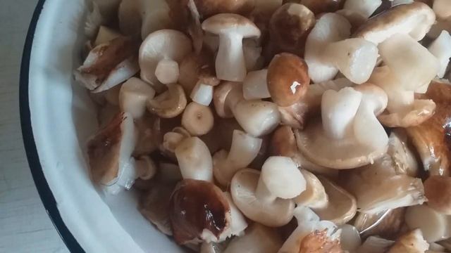 Маринованные подтопольники,(рядовки) смотреть онлайн