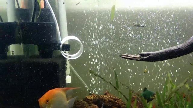 HOMEFISH AP-1200 (800 л/ч) смотреть онлайн