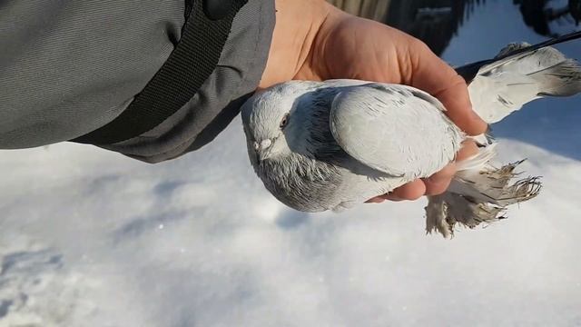 Голуби Касаны.Pigeons The Casa смотреть онлайн