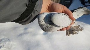 Голуби Касаны.Pigeons The Casa