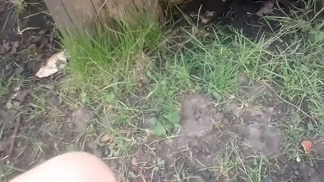 Проект умная собака #1как приручить щенка к курам смотреть онлайн