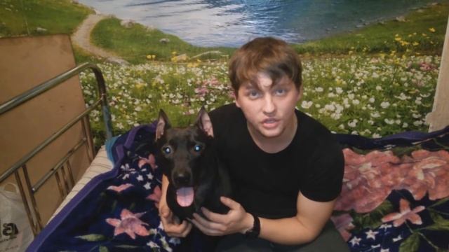 ФАИНА ПИТБУЛЬ!! как дрессировать собаку и что для этого нужно!!!! смотреть онлайн