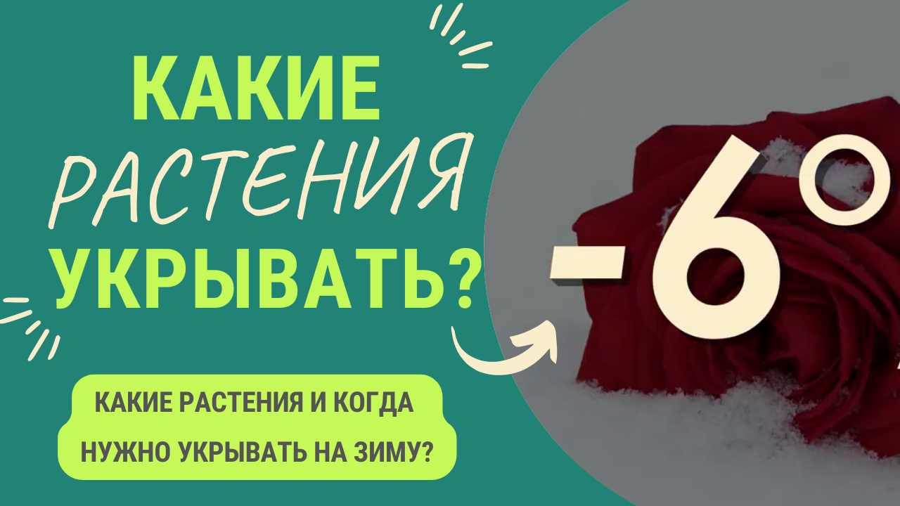 Какие растения НЕОБХОДИМО укрывать_ Когда и при какой температуре_ смотреть онлайн