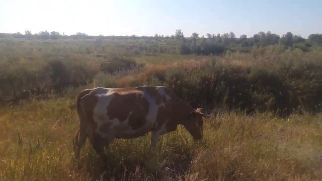 Как купить корову смотреть онлайн