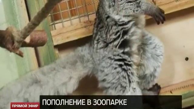 В Екатеринбургском зоопарке родился детеныш галаго смотреть онлайн