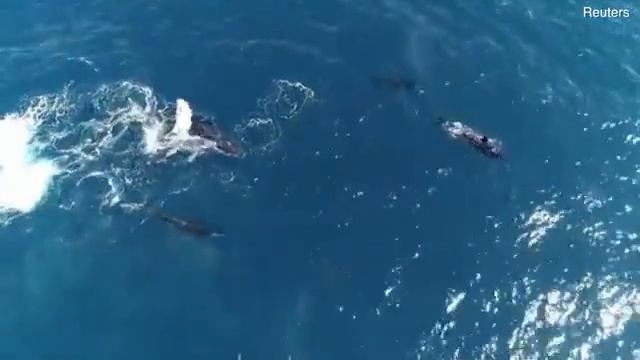 Самка горбатого кита отчаянно защищала детеныша от косаток и попала на видео смотреть онлайн