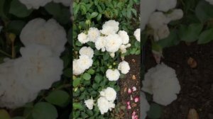 Роза Бланк Мейандекор Blanc Meillandecor