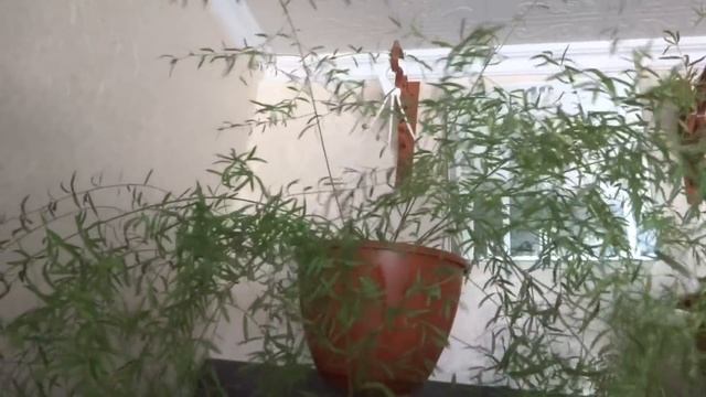 Цветы в моем доме. Комнатные растения. Мои ажурные аспарагусы. смотреть онлайн