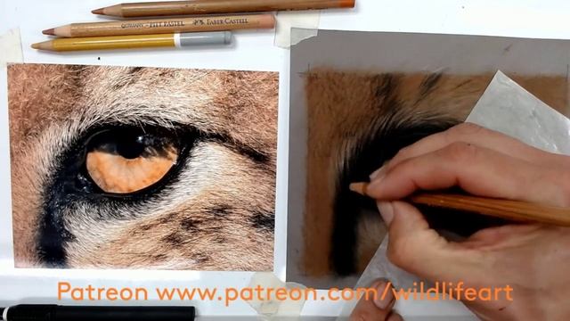 Pastels Pencils - LIVE draw along lesson @wildlifeartjm смотреть онлайн
