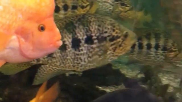 Мой День Рождения 🎂 | Заполняю личный дневник ❤️🔥 смотреть онлайн