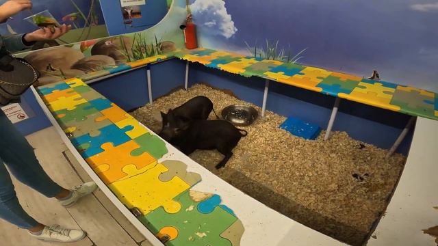 Контактный Зоопарк в Кишиневе 2022 смотреть онлайн