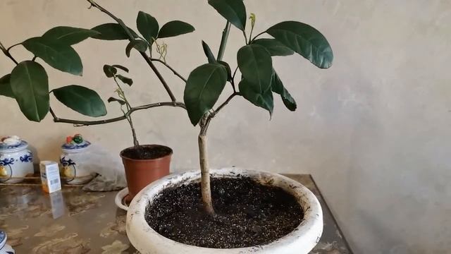 КАК СПАСТИ ЛИМОН / МАНДАРИН / И ДРУГИЕ ЦИТРУСЫ / ЦИТРУСЫ В ДОМЕ смотреть онлайн