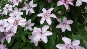 Клематис Хегли Хайбрид (Хегли Гибрид)