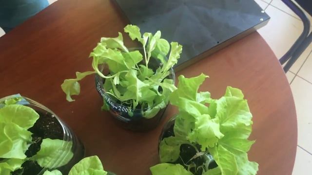 Сравнение натриевая лампа для растений ДНаЗ и светодиодная Led Grow Light - сравнение смотреть онлайн