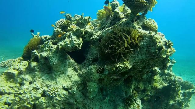 DIVING IN THE RED SEA! Sunken Plane & Military Tank | Aqaba, Jordan смотреть онлайн