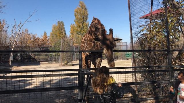 Величественные жирафы Тайгана смотреть онлайн