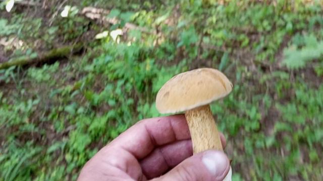 Заблудился в лесу, но грибов набрал!! смотреть онлайн