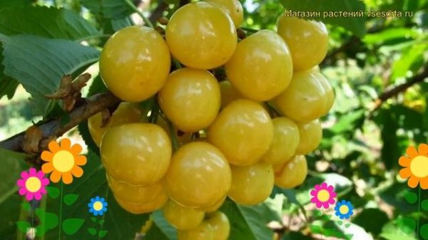 Черешня гибридная Малыш. Краткий обзор, описание характеристик, где купить саженцы prunus avium