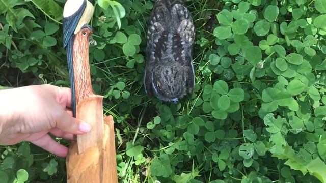 Обучение магии. Орнитология